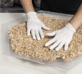 BIOBUILD's mycelium-based wallboard